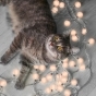 https://ufa.don-oboi.ru/cache/goods_photos/88x88x1x6kcoshgn0n.jpeg