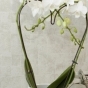 https://ufa.don-oboi.ru/cache/goods_photos/88x88x1xf3i3uppknn.jpg
